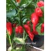 Devils Tongue Red Pepper Seeds