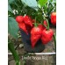 Devils Tongue Red Pepper Seeds