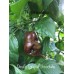 Devils Tongue Chocolate Pepper Seeds