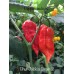 Bhut Jolokia Strain 2 Pepper