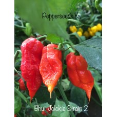 Bhut Jolokia Strain 2 Pepper