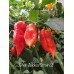 Bhut Jolokia Strain 2 Pepper