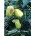Pepper One Tondo Calabrese