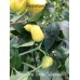Pepper One Tondo Calabrese