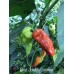 Bhut Jolokia Caramel Pepper