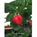Congo Trinidad Pepper Seeds