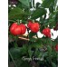 Congo Trinidad Pepper Seeds
