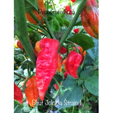 Bhut Jolokia Strain 1 Pepper