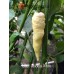 Bhut Jolokia White Pepper