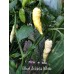 Bhut Jolokia White Pepper