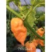 7-Pot Peach Pepper Seeds