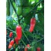 Aji De Guioso Pepper Seeds