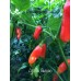 Aji De Guioso Pepper Seeds