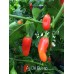 Aji De Guioso Pepper Seeds