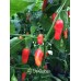 Aji De Guioso Pepper Seeds