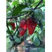 PDN X Bhut Jolokia
