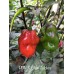 PDN X Bhut Jolokia