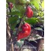 PDN X Bhut Jolokia