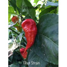 Bhut Strain Pepper