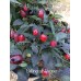 Bellingrath Pepper