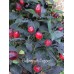 Bellingrath Pepper