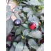 Bellingrath Pepper
