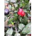 Bellingrath Pepper