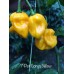 7-Pot Congo Yellow Pepper Seeds 