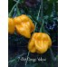7-Pot Congo Yellow Pepper Seeds 
