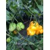7-Pot Congo Yellow Pepper Seeds 