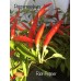 Riot Pepper Seeds Riot Pepper Seeds
