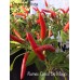 Riot Pepper Seeds Riot Pepper Seeds