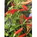 Riot Pepper Seeds Riot Pepper Seeds