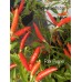 Riot Pepper Seeds Riot Pepper Seeds
