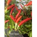 Riot Pepper Seeds Riot Pepper Seeds