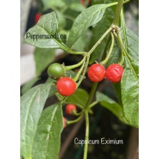 Capsicum Eximium Pepper Seeds