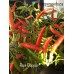 Riot Pepper Seeds Riot Pepper Seeds