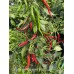Large Sweet Cayenne Red Pepper Seeds Large Sweet Cayenne Red Pepper Seeds