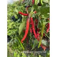 Large Sweet Cayenne Red Pepper Seeds Large Sweet Cayenne Red Pepper Seeds