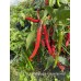 Large Sweet Cayenne Red Pepper Seeds Large Sweet Cayenne Red Pepper Seeds