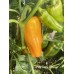 Candy Cane Orange Pepper Seeds 