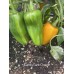 Candy Cane Orange Pepper Seeds 