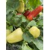 Alba Regia Pepper Seeds 