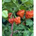 Aji Dulce Puerto Rico Pepper Seeds