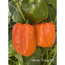 Monster Orange Bell Pepper Seeds 