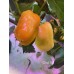 Coral Bell Pepper Seeds Coral Bell Pepper Seeds