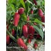 Sweet Jalapeño Pepper Seeds Sweet Jalapeño Pepper Seeds