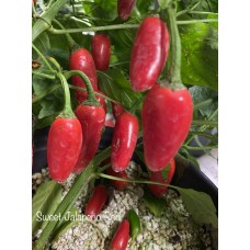 Sweet Jalapeño Pepper Seeds