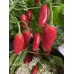 Sweet Jalapeño Pepper Seeds Sweet Jalapeño Pepper Seeds