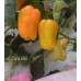 Coral Bell Pepper Seeds Coral Bell Pepper Seeds